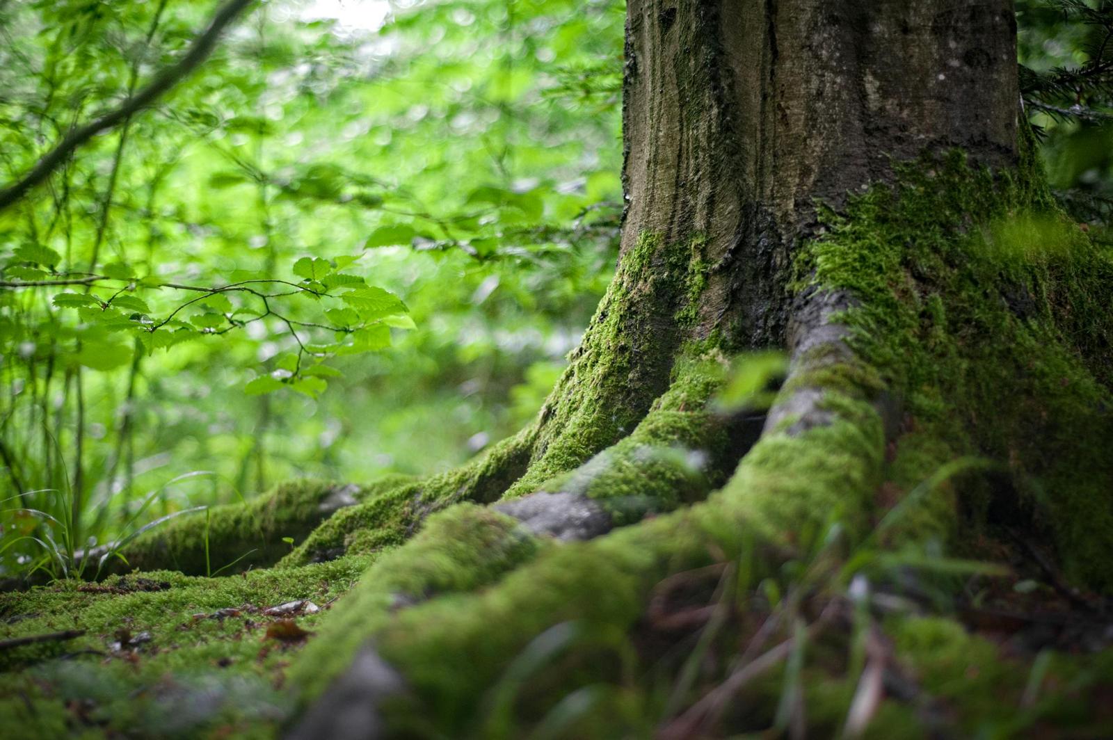 Biologische Zahnheilkunde